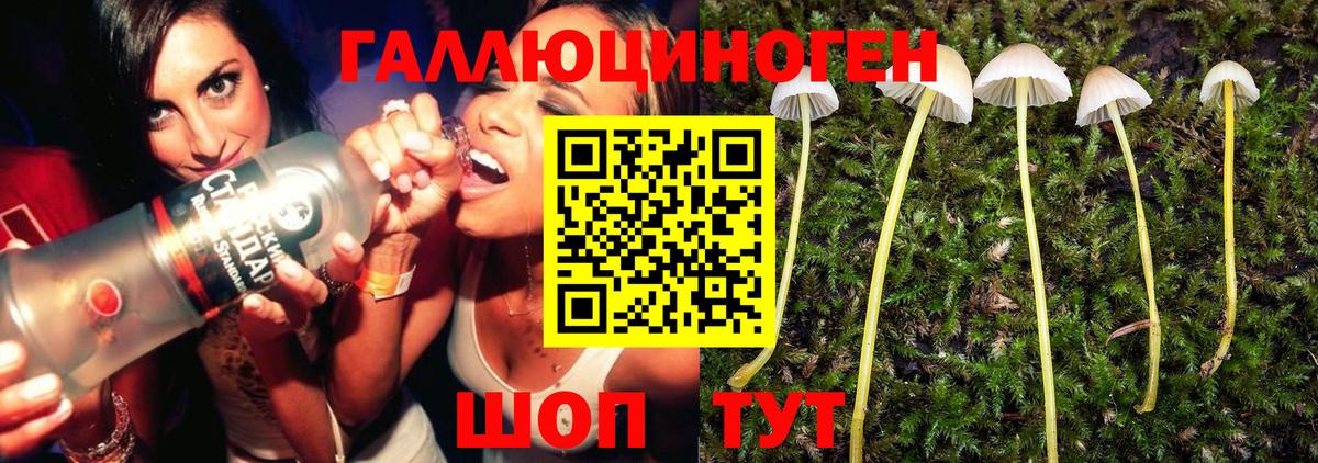 Галлюциногенные грибы Psilocybe Саратов